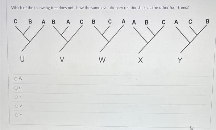 Which of the following tree does not show the same evolutionary relationships as the other four trees?
C B A B A C B C A A В C A
с
В
ууууу
U
V
W
X
W
OU
ox
OV
OY