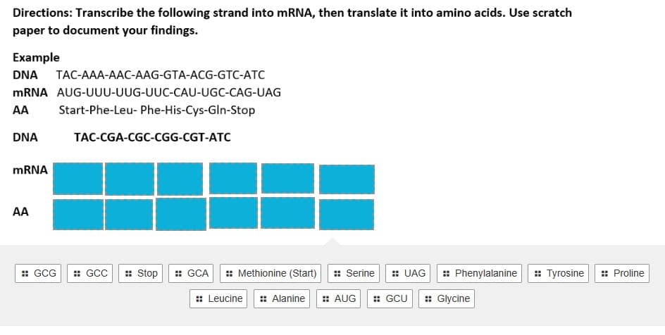 Directions: Transcribe the following strand into mRNA, then translate it into amino acids. Use scratch
paper to document your findings.
Example
DNA TAC-AAA-AAC-AAG-GTA-ACG-GTC-ATC
mRNA AUG-UUU-UUG-UUC-CAU-UGC-CAG-UAG
AA Start-Phe-Leu- Phe-His-Cys-Gln-Stop
DNA
mRNA
AA
TAC-CGA-CGC-CGG-CGT-ATC
GCG :: GCC
:: Stop
:: Methionine (Start)
:: Leucine :: Alanine :: AUG :: GCU :: Glycine
:: GCA
:: Serine :: UAG :: Phenylalanine :: Tyrosine :: Proline