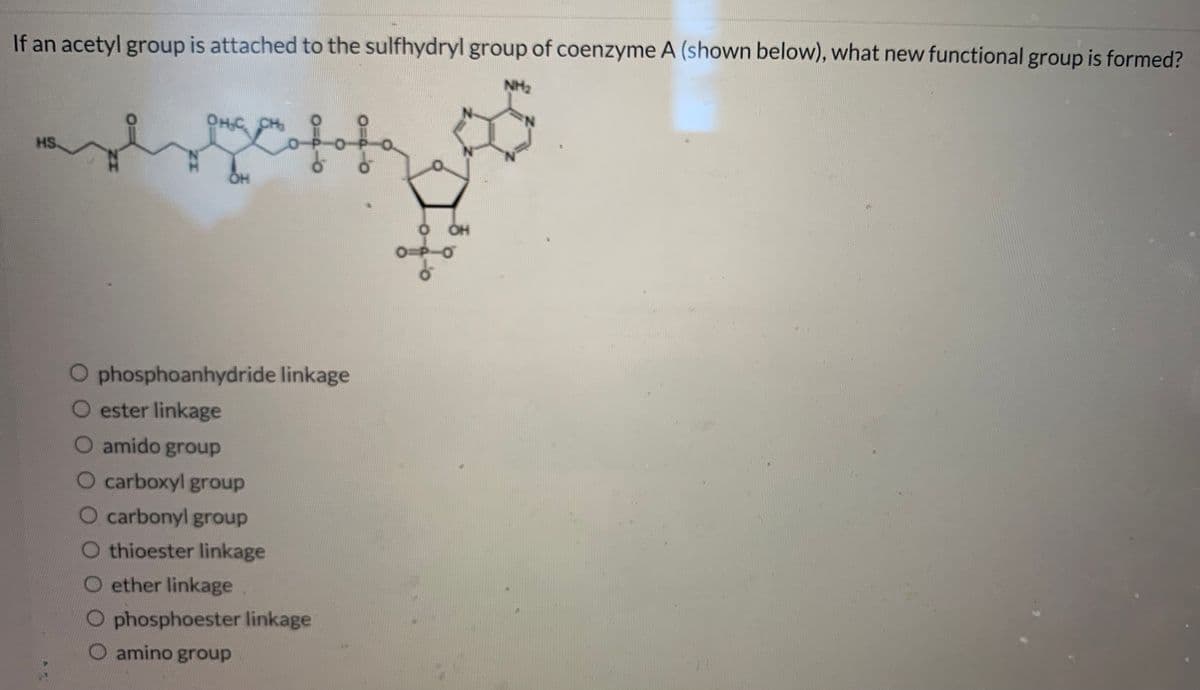 If an acetyl group is attached to the sulfhydryl group of coenzyme A (shown below), what new functional group is formed?
NH2
N.
Cofofe
OHC CH
HS
N.
O OH
phosphoanhydride linkage
ester linkage
O amido group
O carboxyl group
O carbonyl group
O thioester linkage
O ether linkage
O phosphoester linkage
O amino group
