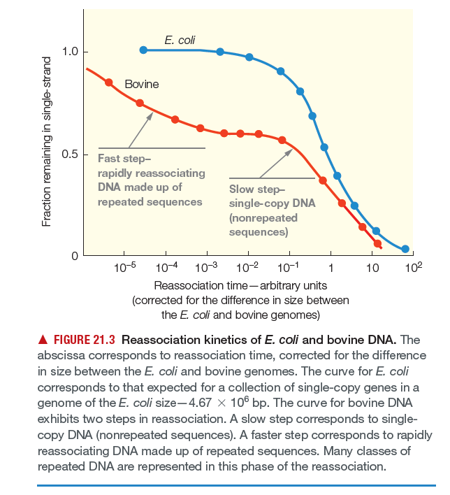 E. coli
1.0
Bovine
0.5
Fast step-
rapidly reassociating
DNA made up of
Slow step-
single-copy DNA
(nonrepeated
sequences)
repeated sequences
10-5
10-4
10-3
10-2
10-1
1
10
102
Reassociation time- arbitrary units
(corrected for the difference in size between
the E. coli and bovine genomes)
A FIGURE 21.3 Reassociation kinetics of E. coli and bovine DNA. The
abscissa corresponds to reassociation time, corrected for the difference
in size between the E. coli and bovine genomes. The curve for E. coli
corresponds to that expected for a collection of single-copy genes in a
genome of the E. coli size-4.67 x 10° bp. The curve for bovine DNA
exhibits two steps in reassociation. A slow step corresponds to single-
copy DNA (nonrepeated sequences). A faster step corresponds to rapidly
reassociating DNA made up of repeated sequences. Many classes of
repeated DNA are represented in this phase of the reassociation.
Fraction remaining in single-strand
