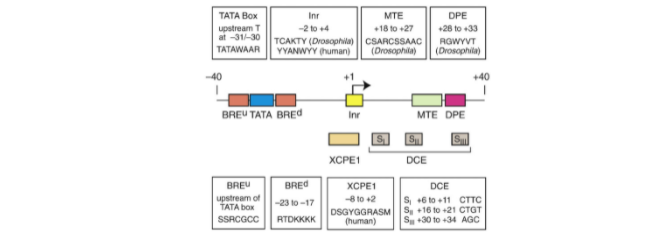 ТАTА Вох
Inr
MTE
DPE
+18 to +27
TCAKTY (Drosophila)| CSARCSSAAC
(Drosophila)
upstream T
at -31/-30
-2 to +4
+28 to +33
YYANWYY (human)
RGWYVT
(Drosophila)
TATAWAAR
-40
+1
BREU TATA BRED
MTE DPE
Inr
S
XCPE1
DCE
BREU
BRED
XCPE1
DCE
upstream of
TATA box
8 to +2
DSGYGGRASM
(human)
S +6 to +11 CTTC
S, +16 to +21 CTGT
Su +30 to +34 AGC
-23 to -17
SSRCGCC
RTDKKKK

