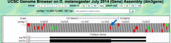 UCSC Genome Browser on D. melanogaster July 2014 (Gene) Assembly (dm3gene)
move « ODD > zoom in 1.5 x 10x base zoom out 15 10x
100
contigt:10,550-10,900 351 bp.er position orach tema
Scale
contigt:
10,600
100 bases
10650
dmagene
10800
10,700
10,750
10,850
FyBase Genes
tra RBK
tra-RA K
