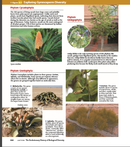 v Figure 20.7 Exploring Gymnosperm Diversity
Phylum Cycadophyta
The 300 species of ving cycads have krge cones and palmike
kawes inie palm peces a angiospennd, Unlike mod sed
plants, cyrada have lagellated pem, indrating their descent frm
Phylum
Ginkgophyta
daring the Mesaic en, known s the age of cycads well as the
age of dinosus. Today, however, cycads are the most eadangered
dall plant groupe 75of their qder a thmatened by hafitat
destation and cther humun actiona.
anke beleka in the only nuretang qen of thte plykum: lke
cyads, gnkges have ligellted spenn. Aso knowa s the maden-
luir ta, Gnko oéu las decihos fanke kuves that tum
foleates ar polition l. landcapes ofen plant only polen
produrtag taen becae the kay ah l ancd athey decay.
Grun malta
Phylum Gnetophyta
hnta, and welnttschis. Some speckes are trepical, whemas
ihes ive in dessts. Alhough very dilfeet in appranr,
the genera are gouped together haied on moleculir data.
Weleibcha. he gas
conts of ore pe
Wwete a
plat that can le fo
itands of yesand
found only in ite deserts of
uatwinen Aka E
srapke lewen a ong
the lagest kes known
4Gnet. The gmus
hekn about 5specn
of topcl o, shibs
and ves, mly rae
to Ahka ared AL the
kaws kok sid te
theseof kweng plt,
and t wech kE
Somewtat like fruts
Oudng cones
Epheda Ihisgen
ks tout 40peci
that inhube ija
woldde. These desert
s, commorly aled
"Mamon ina".
the compound ephedine
wich knd midkinaly
sadongtant
UNIT ma The Evolutonary Hadury of Bekgical Drwerdity
