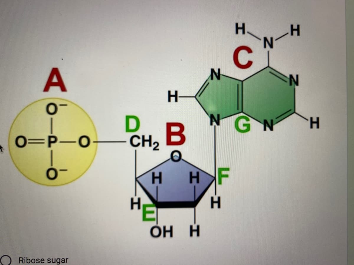 A bi
O=P-O-CH₂
0-
D
Ribose sugar
H
H-
B
E
N
HH F
OH H
H.
C
NGN
-H
N
H
N
H