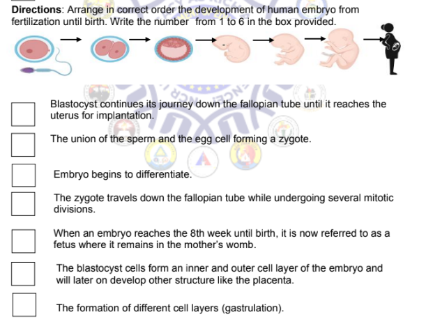 Directions: Arrange in correct order the development of human embryo from
fertilization until birth. Write the number from 1 to 6 in the box provided.
ON:
Blastocyst continues its journey down the fallopian tube until it reaches the
uterus for implantation.
The union of the sperm and the egg cell forming a zygote.
Embryo begins to differentiate.
The zygote travels down the fallopian tube while undergoing several mitotic
divisions.
When an embryo reaches the 8th week until birth, it is now referred to as a
fetus where it remains in the mother's womb.
The blastocyst cells form an inner and outer cell layer of the embryo and
will later on develop other structure like the placenta.
The formation of different cell layers (gastrulation).
