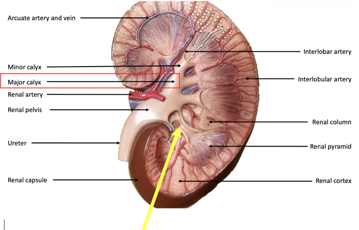 Arcuate artery and vein
Interlobar artery
Minor calyx
Interlobular artery
Major calyx
Renal artery
Renal pelvis
Renal column
Ureter
Renal pyramid
Renal capsule
Renal cortex
