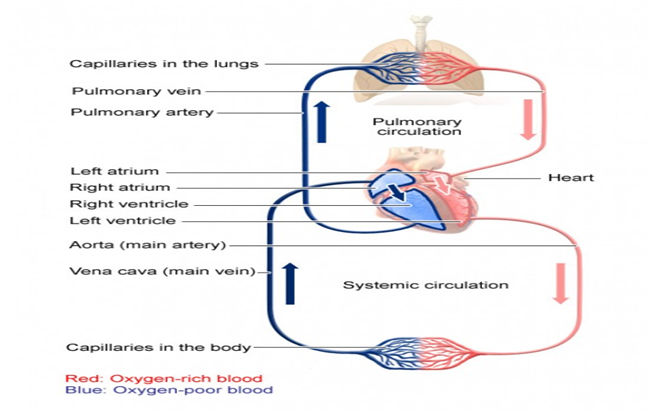 Capillaries in the lungs
Pulmonary vein
Pulmonary artery
Left atrium
Right atrium
Right ventricle
Left ventricle
Aorta (main artery)
Vena cava (main vein).
Capillaries in the body-
Red: Oxygen-rich blood
Blue: Oxygen-poor blood
I
Pulmonary
circulation
Systemic circulation
Heart