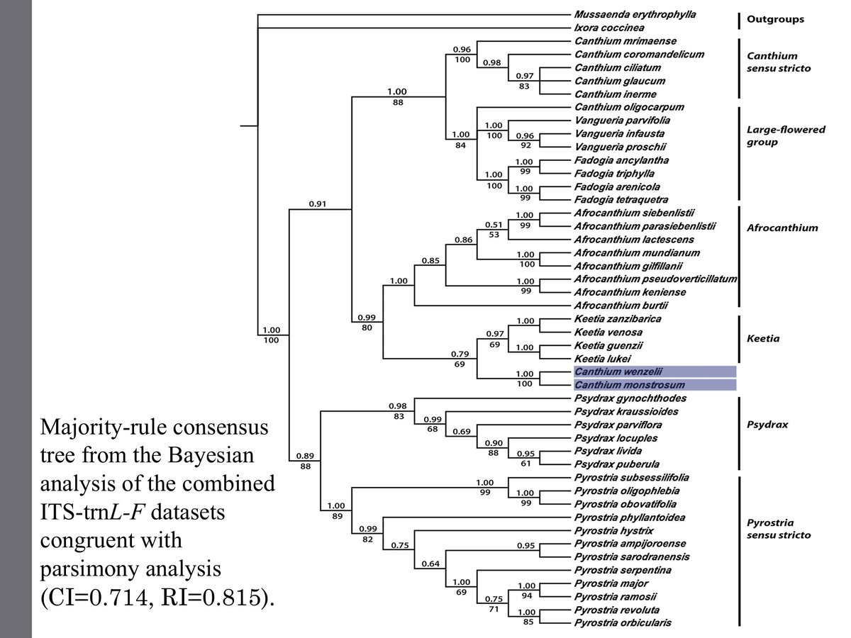 1.00
100
Majority-rule consensus
tree from the Bayesian
analysis of the combined
ITS-trnL-F datasets
congruent with
parsimony analysis
(CI=0.714, RI=0.815).
0.91
0.89
88
1.00
89
0.99
80
0.99
82
1.00
88
1.00
0.98
83
0.75
0.85
0.96
100
1.00
84
0.64
0.86
0.79
69
0.99
68 0.69
1.00
69
0.98
0.97
83
1.00
100 0.96
92
1.00
99
1.00
100
1.00
99
1.00
99
0.51
53
1.00
100
1.00
99
1.00
1.00
1.00
100
0.95
61
1.00
99
0.95
1.00
94
1.00
85
0.97
69
0.90
88
1.00
99
0.75
71
Mussaenda erythrophylla
Ixora coccinea
Canthium mrimaense
Canthium coromandelicum
Canthium ciliatum
Canthium glaucum
Canthium inerme
Canthium oligocarpum
Vangueria parvifolia
Vangueria infausta
Vangueria proschii
Fadogia ancylantha
Fadogia triphylla
Fadogia arenicola
Fadogia tetraquetra
Afrocanthium siebenlistii
Afrocanthium parasiebenlistii
Afrocanthium lactescens
Afrocanthium mundianum
Afrocanthium gilfillanii
Afrocanthium pseudoverticillatum
Afrocanthium keniense
Afrocanthium burtii
Keetia zanzibarica
Keetia venosa
Keetia guenzii
Keetia lukei
Canthium wenzelii
Canthium monstrosum
Psydrax gynochthodes
Psydrax kraussioides
Psydrax parviflora
Psydrax locuples
Psydrax livida
Psydrax puberula
Pyrostria subsessilifolia
Pyrostria oligophlebia
Pyrostria obovatifolia
Pyrostria phyllantoidea
Pyrostria hystrix
Pyrostria ampijoroense
Pyrostria sarodranensis
Pyrostria serpentina
Pyrostria major
Pyrostria ramosii
Pyrostria revoluta
Pyrostria orbicularis
Outgroups
Canthium
sensu stricto
Large-flowered
group
Afrocanthium
Keetia
Psydrax
Pyrostria
sensu stricto