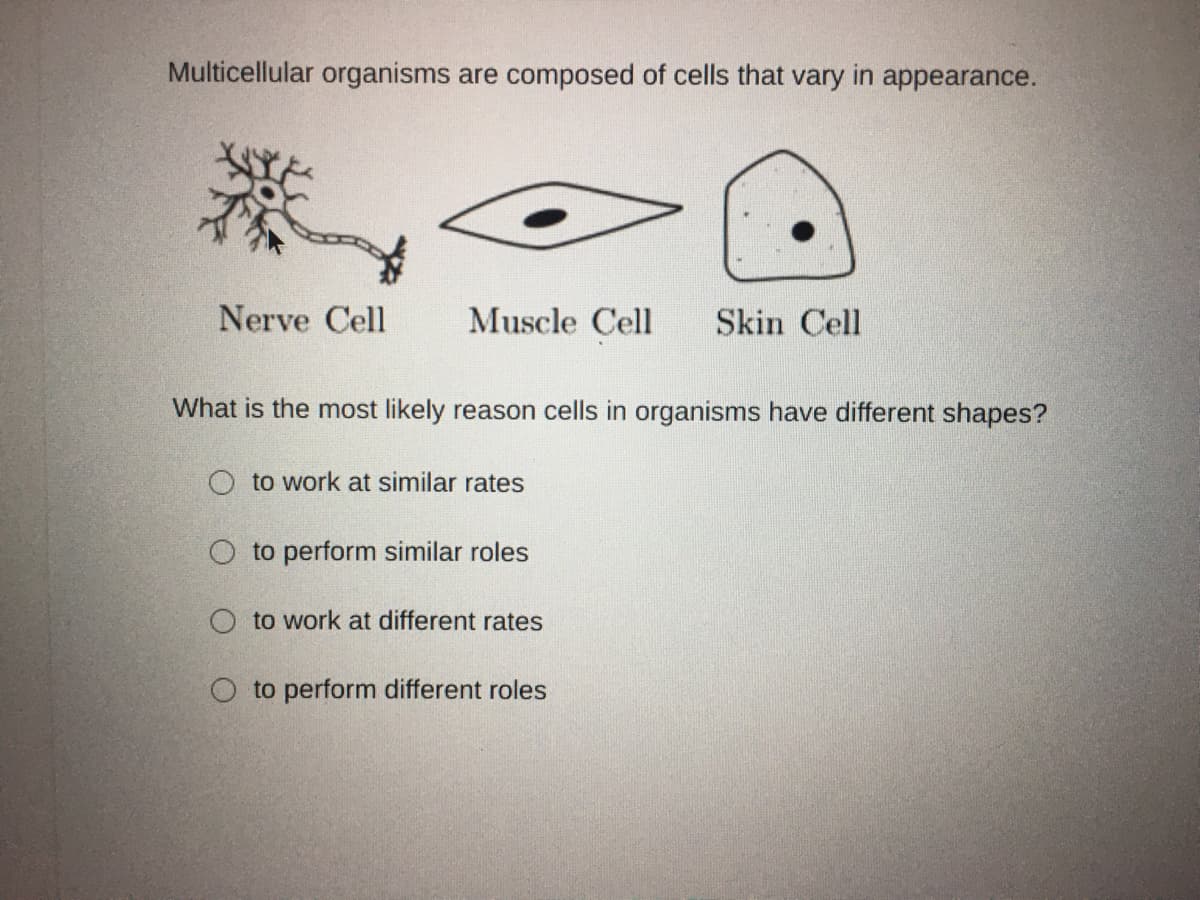 Multicellular organisms are composed of cells that vary in appearance.
Nerve Cell
Muscle Cell
Skin Cell
What is the most likely reason cells in organisms have different shapes?
O to work at similar rates
O to perform similar roles
to work at different rates
O to perform different roles
