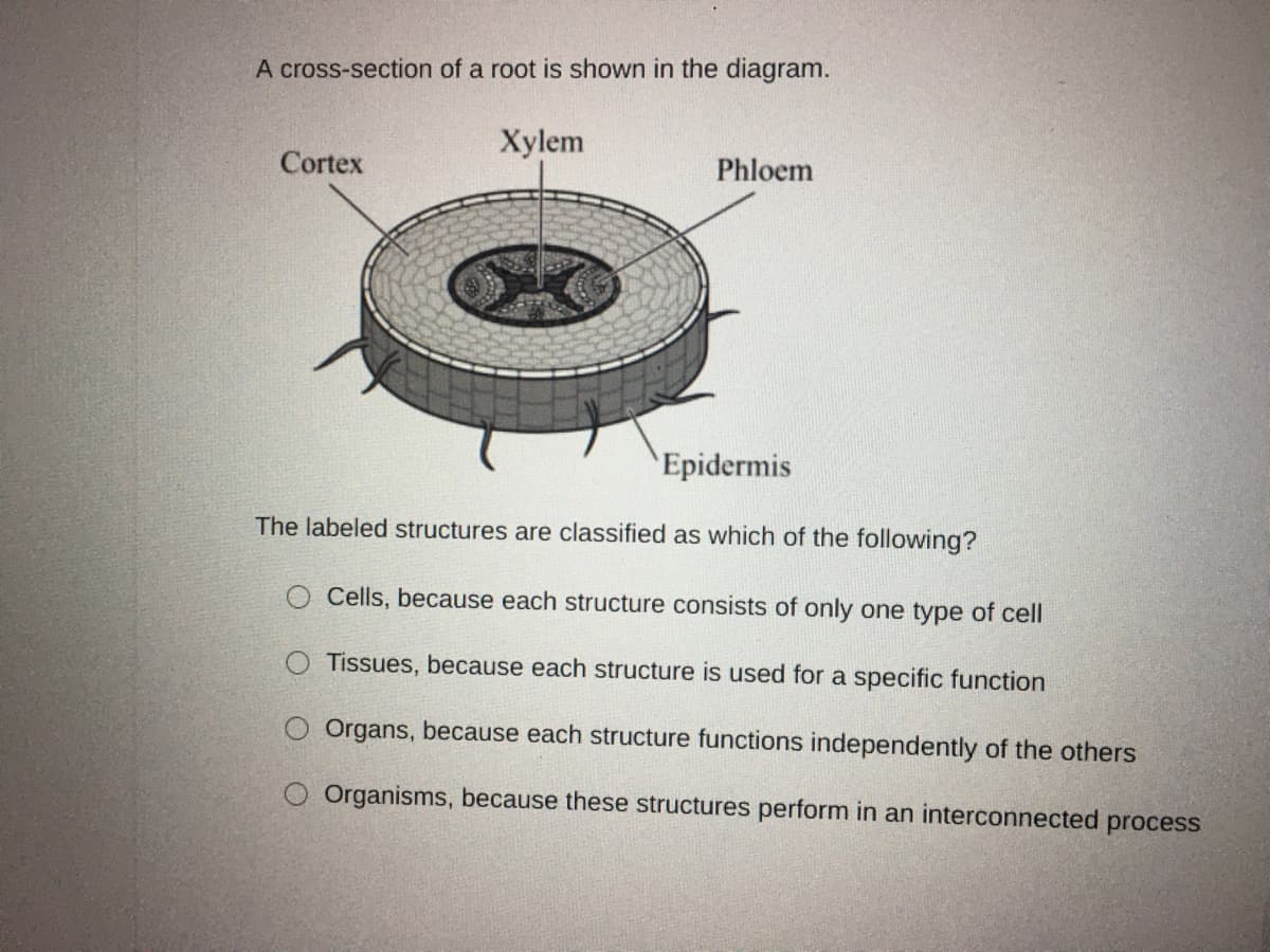 A cross-section of a root is shown in the diagram.
Xylem
Cortex
Phloem
Epidermis
The labeled structures are classified as which of the following?
Cells, because each structure consists of only one type of cell
Tissues, because each structure is used for a specific function
Organs, because each structure functions independently of the others
Organisms, because these structures perform in an interconnected process
