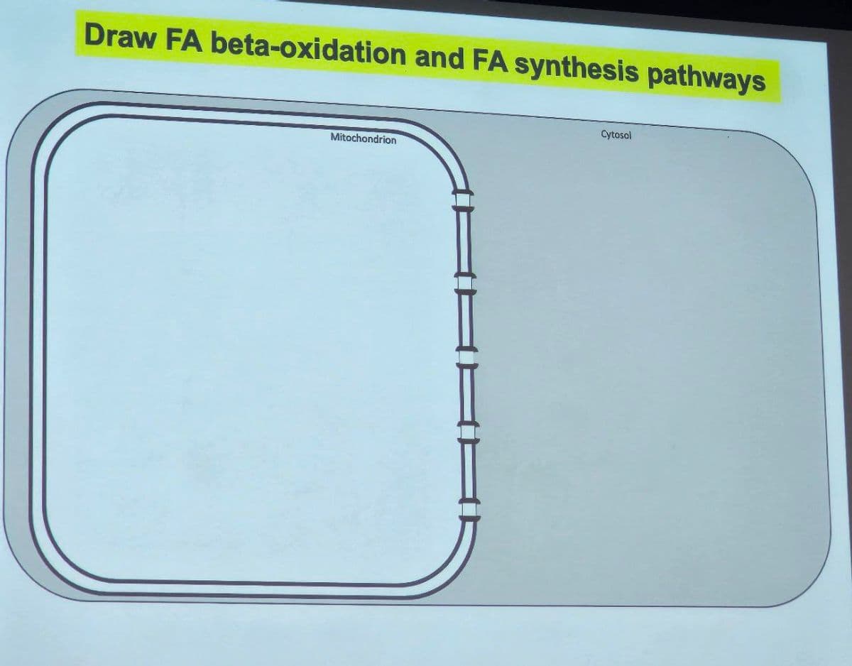 Draw FA beta-oxidation and FA synthesis pathways
Mitochondrion
Cytosol