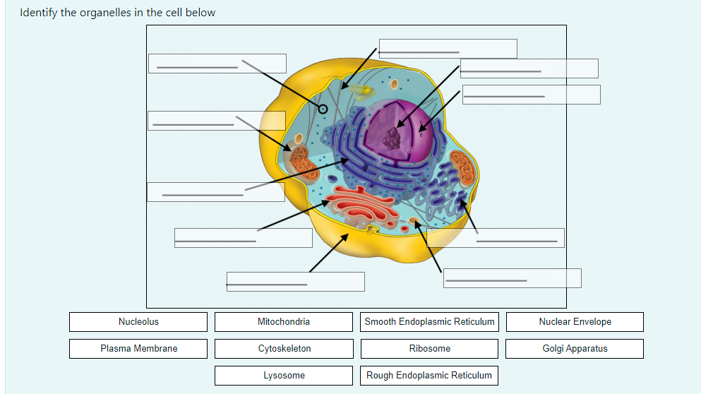 Identify the organelles in the cell below
Nucleolus
Plasma Membrane
Mitochondria
Cytoskeleton
Lysosome
Smooth Endoplasmic Reticulum
Ribosome
Rough Endoplasmic Reticulum
Nuclear Envelope
Golgi Apparatus