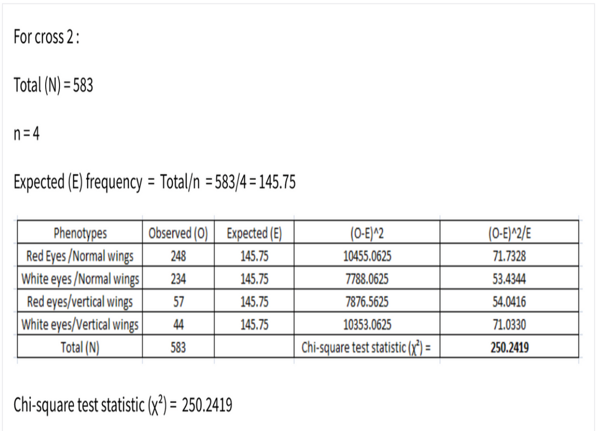 For cross 2:
Total (N) = 583
n= 4
Expected (E) frequency = Total/n = 583/4= 145.75
%3D
%3D
Observed (0)
Expected (E)
(0-E)^2/E
Phenotypes
Red Eyes /Normal wings
White eyes /Normal wings
Red eyes/vertical wings
White eyes/Vertical wings
Total (N)
(0-E)^2
248
145.75
10455.0625
71.7328
234
145.75
7788.0625
53.4344
57
145.75
7876.5625
54.0416
44
145.75
10353.0625
71.0330
583
Chi-square test statistic () =
250.2419
%3D
Chi-square test statistic (x³) = 250.2419
%3D
