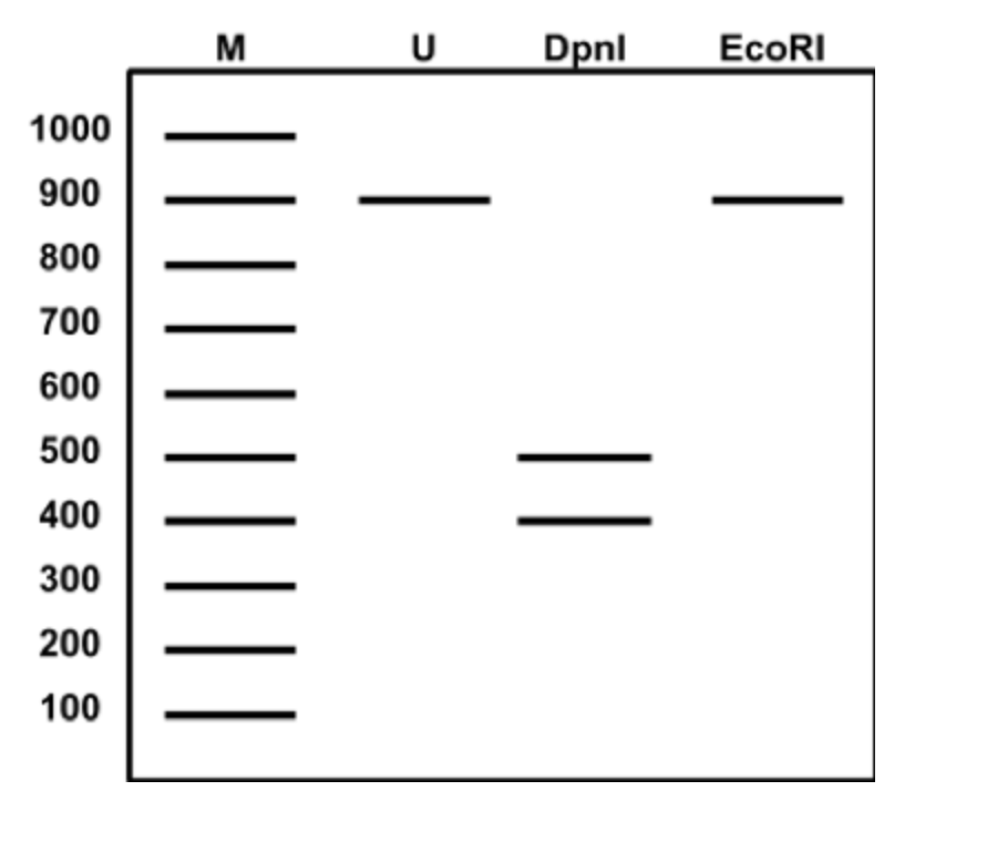 M
U Dpnl
EcoRI
1000
900
800
700
600
500
400
300
200
100
||
||||
