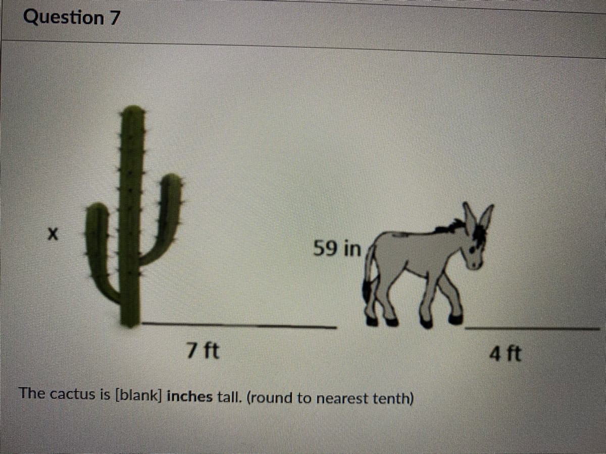 Question 7
59 in
7 ft
4 ft
The cactus is [blank] inches tall. (round to nearest tenth)
