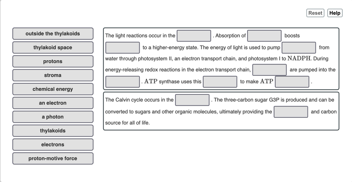 Reset
Help
outside the thylakoids
The light reactions occur in the
. Absorption of
boosts
thylakoid space
to a higher-energy state. The energy of light is used to pump
from
water through photosystem II, an electron transport chain, and photosystem I to NADPH. During
protons
energy-releasing redox reactions in the electron transport chain,
are pumped into the
stroma
ATP synthase uses this
to make ATP
chemical energy
The Calvin cycle occurs in the
The three-carbon sugar G3P is produced and can be
an electron
converted to sugars and other organic molecules, ultimately providing the
and carbon
a photon
source for all of life.
thylakoids
electrons
proton-motive force
