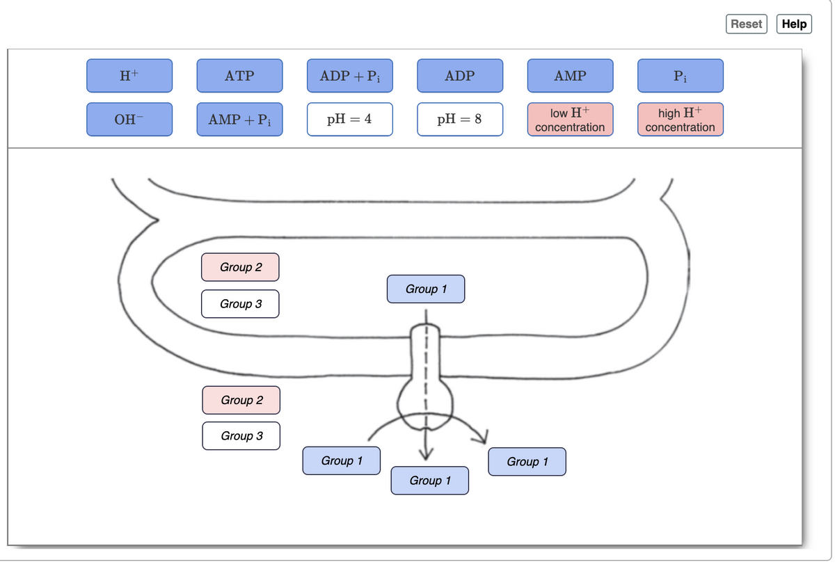 Reset
Help
H+
АТР
ADP + Pi
ADP
AMP
Pi
high H+
concentration
low H
OH-
AMP+Pi
pH = 4
pH
8
concentration
Group 2
Group 1
Group 3
Group 2
Group 3
Group 1
Group 1
Group 1
