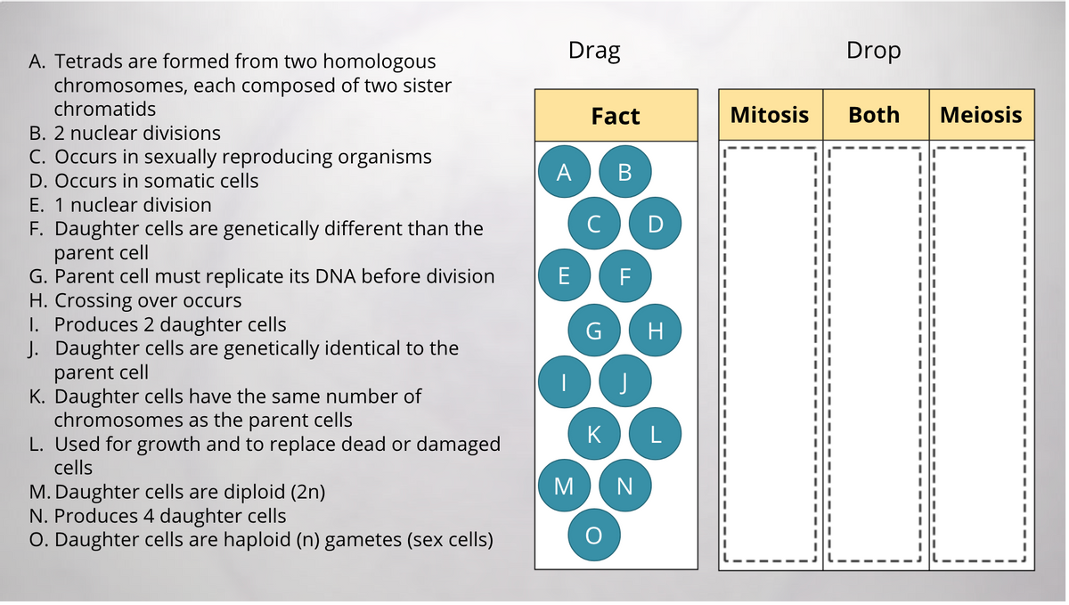 Drag
Drop
A. Tetrads are formed from two homologous
chromosomes, each composed of two sister
chromatids
Fact
Mitosis
Both
Meiosis
B. 2 nuclear divisions
C. Occurs in sexually reproducing organisms
A
B
D. Occurs in somatic cells
E. 1 nuclear division
F. Daughter cells are genetically different than the
parent cell
G. Parent cell must replicate its DNA before division
H. Crossing over occurs
I. Produces 2 daughter cells
J. Daughter cells are genetically identical to the
C
D
E
F
H
parent cell
K. Daughter cells have the same number of
chromosomes as the parent cells
L. Used for growth and to replace dead or damaged
cells
K
M N
M. Daughter cells are diploid (2n)
N. Produces 4 daughter cells
O. Daughter cells are haploid (n) gametes (sex cells)
