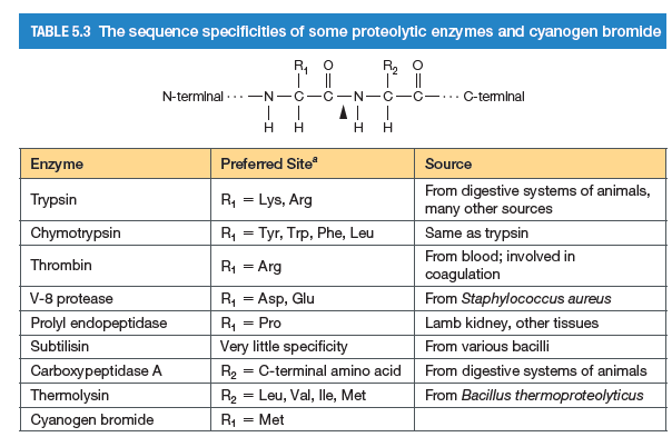 TABLE 5.3 The sequence specificities of some proteolytic enzymes and cyanogen bromide
R, O
R2 O
N-terminal -..-N-
C-...C-teminal
нн
Enzyme
Preferred Site
Source
R, = Lys, Arg
From digestive systems of animals,
many other sources
Trypsin
Chymotrypsin
R, = Tyr, Trp, Phe, Leu
Same as trypsin
R, = Arg
From blood; involved in
coagulation
Thrombin
R, = Asp, Glu
V-8 protease
Prolyl endopeptidase
Subtilisin
From Staphylococcus aureus
= Pro
Lamb kidney, other tissues
Very little specificity
From various bacilli
Carboxypeptidase A
R2 = C-terminal amino acid
From digestive systems of animals
Thermolysin
R2 = Leu, Val, Ile, Met
From Bacillus thermoproteolyticus
Cyanogen bromide
R1
= Met
