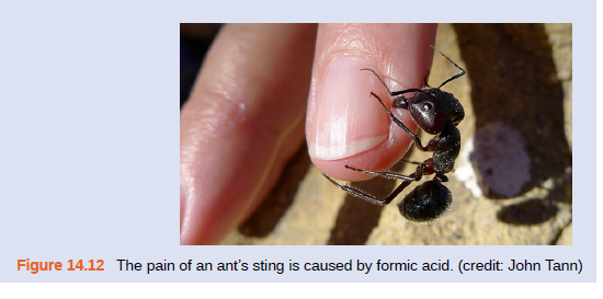 Figure 14.12 The pain of an ant's sting is caused by formic acid. (credit: John Tann)
