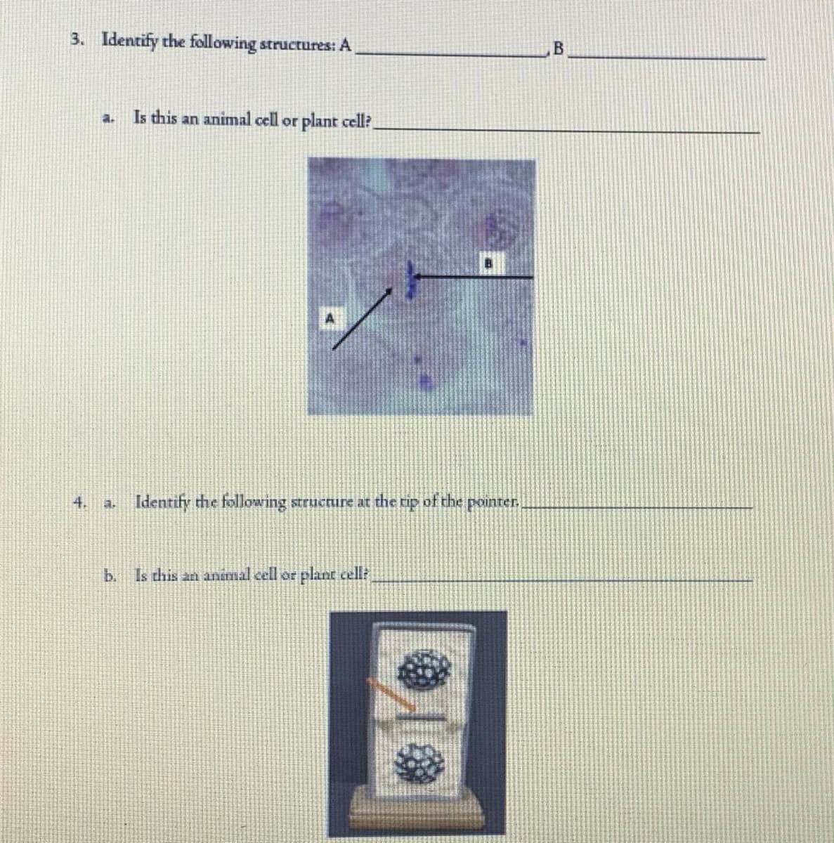 3. Identify the following structures: A
Is this an animal cell or plant cell?
a.
4.
a. Identify the following structure at the rip of the pointer.
b. Is this an animal cell or plant cell:
