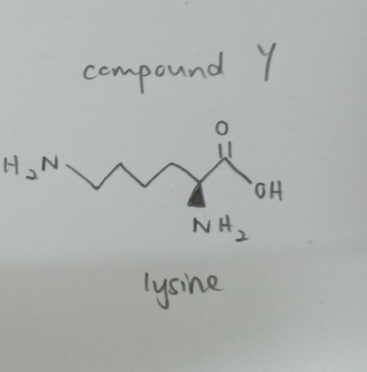 compound Y
NH2
lysine
