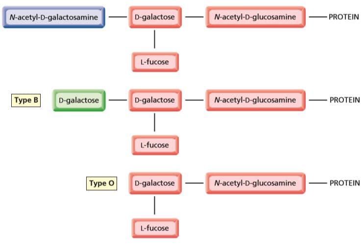 N-acetyl-D-galactosamine
D-galactose
N-acetyl-D-glucosamine
PROTEIN
L-fucose
Type B
D-galactose
D-galactose
N-acetyl-D-glucosamine
PROTEIN
L-fucose
Type O
D-galactose
N-acetyl-D-glucosamine
PROTEIN
L-fucose
