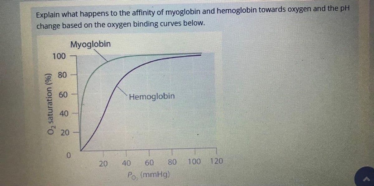 Explain what happens to the affinity of myoglobin and hemoglobin towards oxygen and the pH
change based on the oxygen binding curves below.
Myoglobin
100
80
60
Hemoglobin
40
20
0.
20
40
60
80
100
120
Po, (mmHg)
0, saturation (%)
