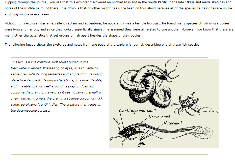 Flipping through the journal, you see that this explorer discovered an uncharted island in the South Pacific in the late 1800s and made sketches and
notes of the wildlife he found there. It is obvious that no other visitor has since been on this island because all of the species he describes are unlike
anything you have ever seen.
Although this explorer was an excellent captain and adventurer, he apparently was a terrible biologist. He found many species of fish whose bodies
were long and narrow, and since they looked superficially similar, he assumed they were all related to one another. However, you know that there are
many other characteristics that set groups of fish apart besides the shape of their bodies.
The following image shows the sketches and notes from one page of the explorer's journal, describing one of these fish species.
This fish is a vile creature, first found buried in the
freshwater riverbed. Possessing no eyes, it is still able to
sense prey with its long tentacles and erupts from its hiding
place to entangle it. Having no backbone, it is most flexible,
and it is able to knot itself around its prey. It does not
consume the prey right away, as it has no jaws to engulf or
chew; rather, it covers the prey in a strange cocoon of thick
slime, paralyzing it until it dies. The creature then feeds on
Cartilaginous skull
Nerve cord
the decomposing carcass.
Notochord
Gills
