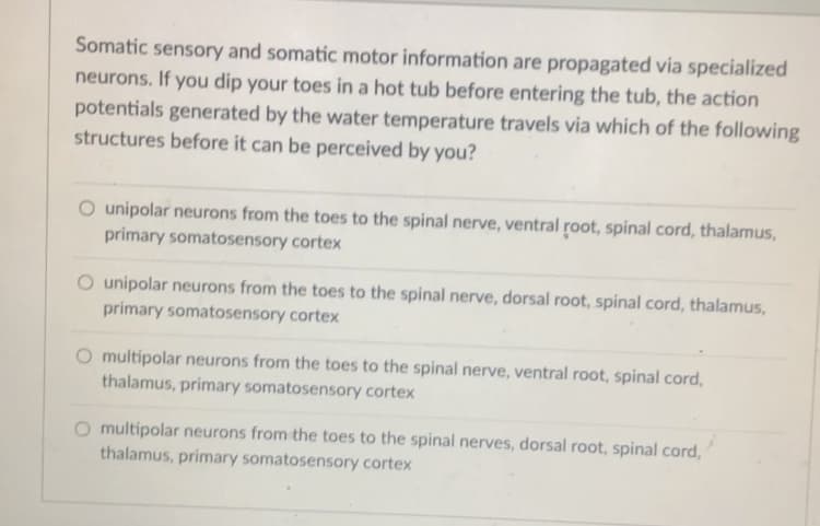 Somatic sensory and somatic motor information are propagated via specialized
neurons. If you dip your toes in a hot tub before entering the tub, the action
potentials generated by the water temperature travels via which of the following
structures before it can be perceived by you?
O unipolar neurons from the toes to the spinal nerve, ventral root, spinal cord, thalamus,
primary somatosensory cortex
O unipolar neurons from the toes to the spinal nerve, dorsal root, spinal cord, thalamus,
primary somatosensory cortex
O multipolar neurons from the toes to the spinal nerve, ventral root, spinal cord,
thalamus, primary somatosensory cortex
O multipolar neurons from the toes to the spinal nerves, dorsal root, spinal cord,
thalamus, primary somatosensory cortex
