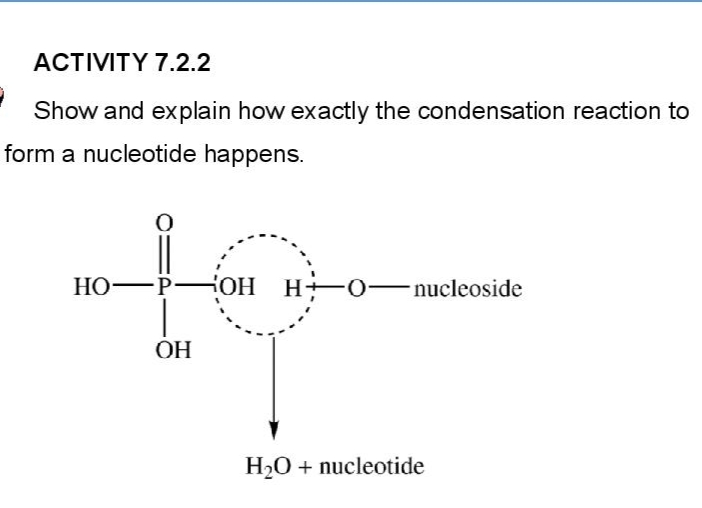 ACTIVITY 7.2.2
Show and explain how exactly the condensation reaction to
form a nucleotide happens.
to
Но—РНОН
H-0-
nucleoside
ОН
H2O + nucleotide

