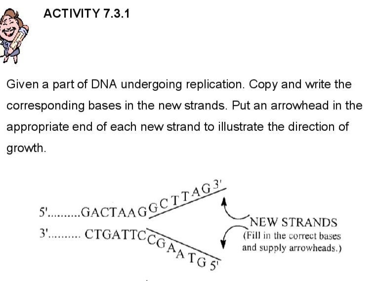 .. CTGATTCCGAA TG5
ACTIVITY 7.3.1
Given a part of DNA undergoing replication. Copy and write the
corresponding bases in the new strands. Put an arrowhead in the
appropriate end of each new strand to illustrate the direction of
growth.
.GACTAAGGCTTAG
. CTGATICCGAATGS
5'...
NEW STRANDS
(Fill in the correct bases
and supply arrowheads.)
