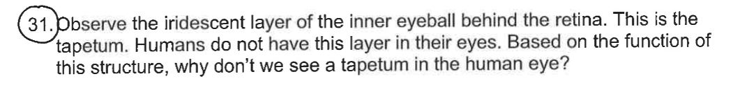 31.pbserve the iridescent layer of the inner eyeball behind the retina. This is the
tapetum. Humans do not have this layer in their eyes. Based on the function of
this structure, why don't we see a tapetum in the human eye?
