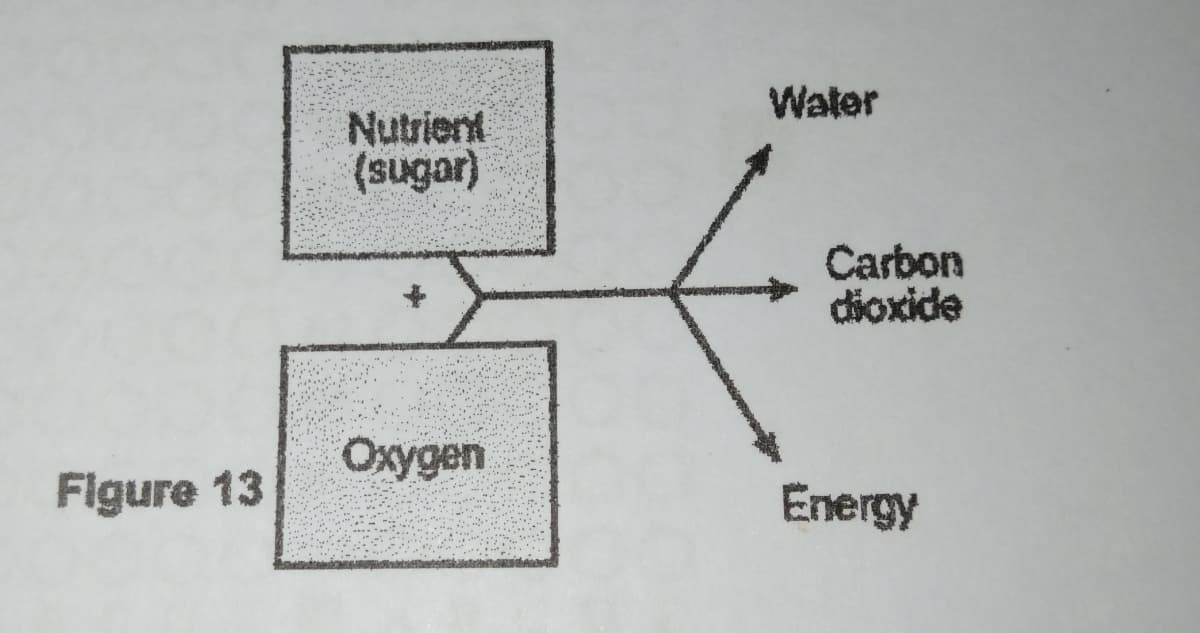 Water
Nutrient
(sugar)
Carbon
dioxide
Oxygen
Figure 13
Energy
