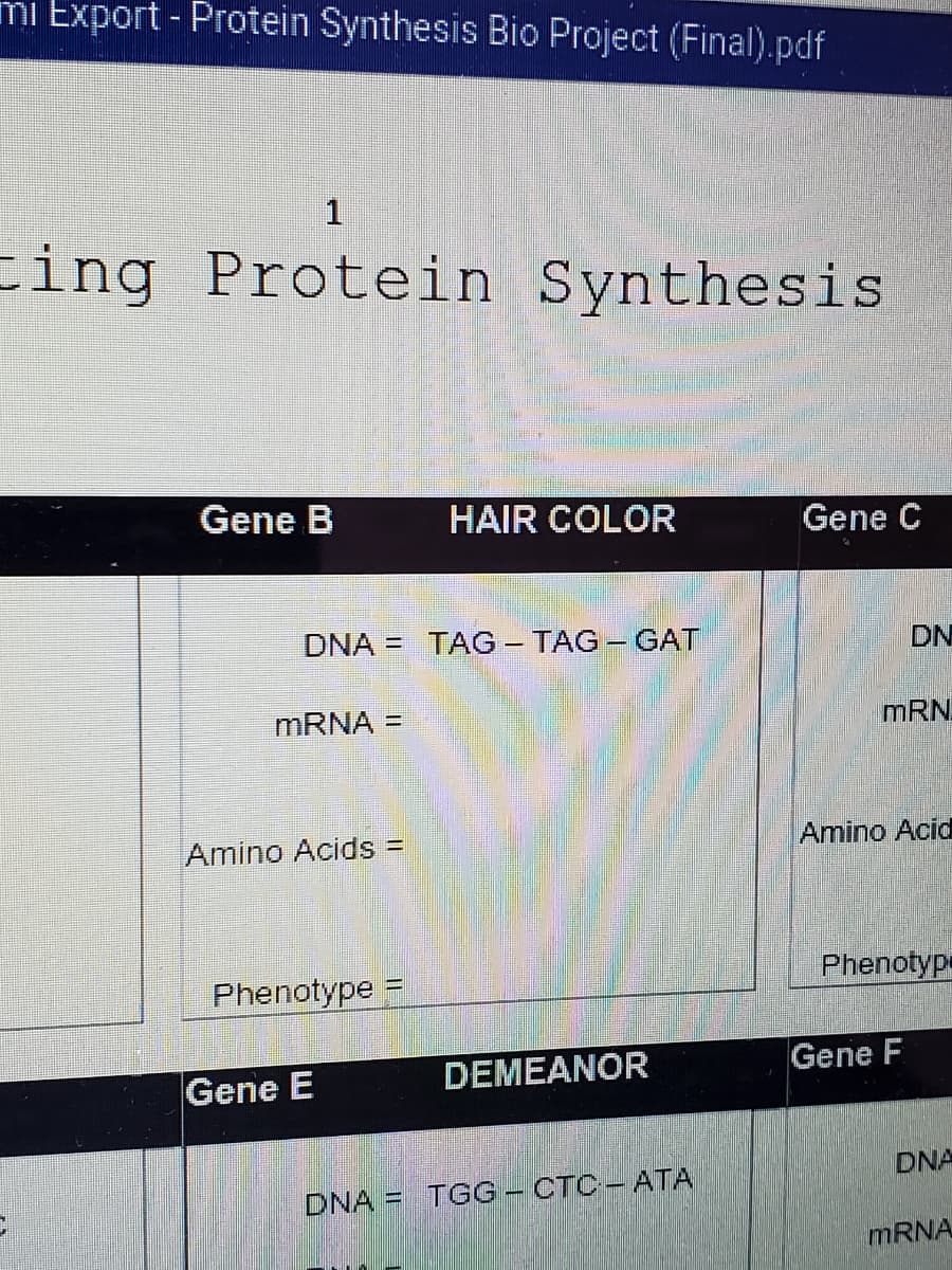 mi Export - Protein Synthesis Bio Project (Final).pdf
cing Protein Synthesis
Gene B
HAIR COLOR
Gene C
DNA = TAG - TAG - GAT
DN
MRNA =
mRN.
Amino Acids =
Amino Acid
Phenotype
Phenotyp
Gene E
DEMEANOR
Gene F
DNA
DNA = TGG -CTC-ATA
MRNA
