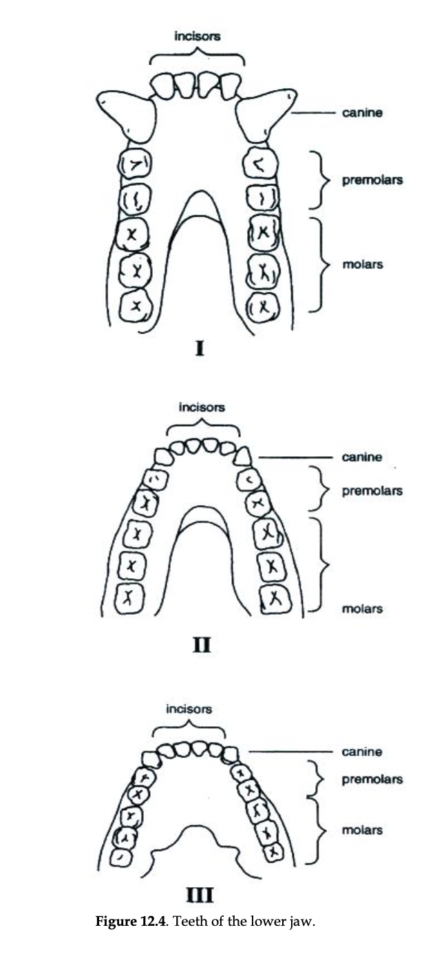 DEQHK
DOOD
incisors
incisors
(X
II
incisors
III
Figure 12.4. Teeth of the lower jaw.
canine
premolars
molars
canine
premolars
molars
canine
premolars
molars