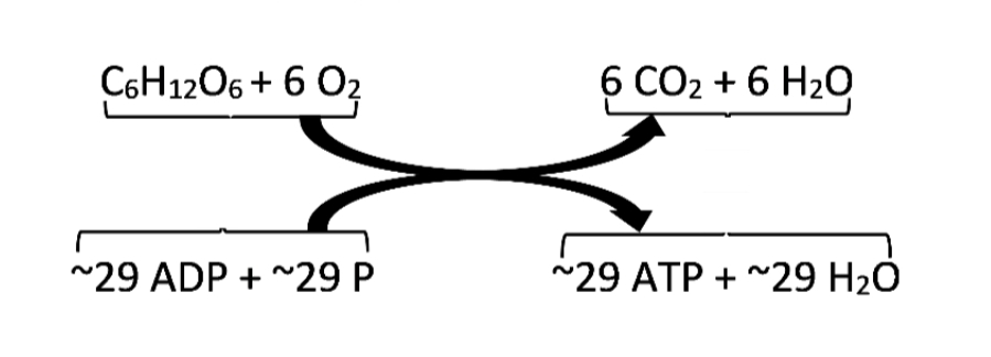 C6H1206 + 6 Oz
6 CO2 + 6 H2O
~29 ADP + ~29 P
~29 ATP + ~29 H2Ó
