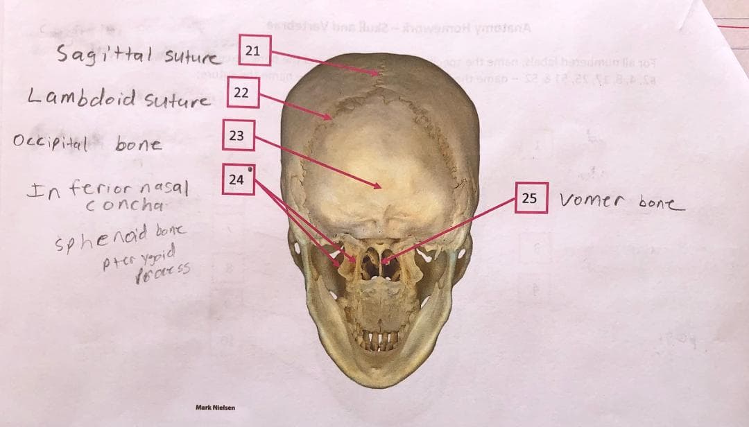 Sagittal suture
21
n menedelhadmunle 10
Lambdoid suture
22
23
Occipital bone
24
In ferior n asal
concha
25
vomer bone
sphenad bone
Prer ygpid
Mark Nielsen
