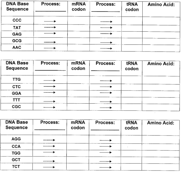 DNA Base
Process:
MRNA
Process:
TRNA
Amino Acid:
Sequence
codon
codon
Ccc
TAT
GAG
GCG
AAC
DNA Base
Process:
TRNA
MRNA
codon
Process:
Amino Acid:
Sequence
codon
TTG
CTC
GGA
TTT
CGC
DNA Base
Process:
MRNA
Process:
TRNA
Amino Acid:
Sequence
codon
codon
AGG
CCA
TGG
GCT
TCT
