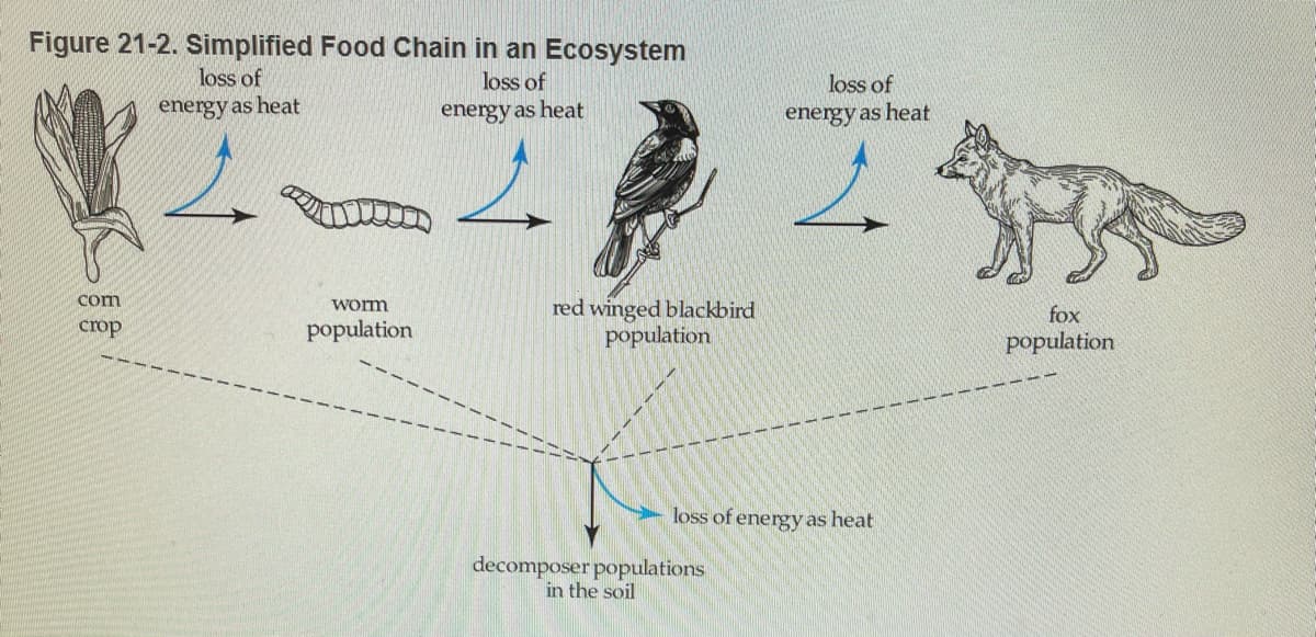 Figure 21-2. Simplified Food Chain in an Ecosystem
loss of
loss of
loss of
energy as heat
energy as heat
energy as heat
com
red winged blackbird
population
worm
fox
crop
population
population
loss of energy as heat
decomposer populations
in the soil
