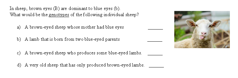 In sheep, brown eyes (B) are dominant to blue eyes (b).
What would be the genotypes of the following individual sheep?
a) A brown-eyed sheep whose mother had blue eyes
b) A lamb that is born from two blue-eyed parents
c) A brown-eyed sheep who produces some blue-eyed lambs.
d) A very old sheep that has only produced brown-eyed lambs.
