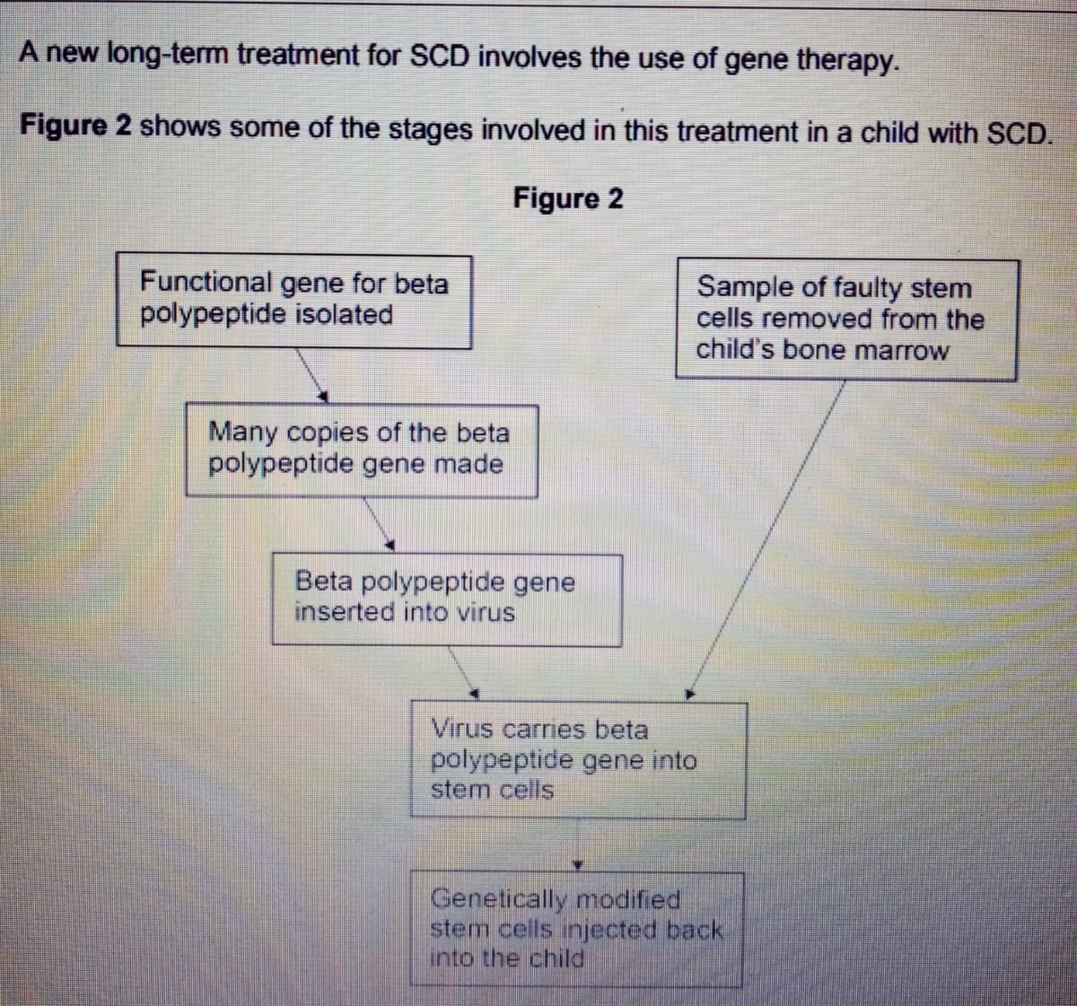 A new long-term treatment for SCD involves the use of gene therapy.
Figure 2 shows some of the stages involved in this treatment in a child with SCD.
Figure 2
Functional gene for beta
polypeptide isolated
Sample of faulty stem
cells removed from the
child's bone marrow
Many copies of the beta
polypeptide gene made
Beta polypeptide gene
inserted into virus
Virus carries beta
polypeptide gene into
stem cells
Genetically modified
stem cells injected back
into the child
