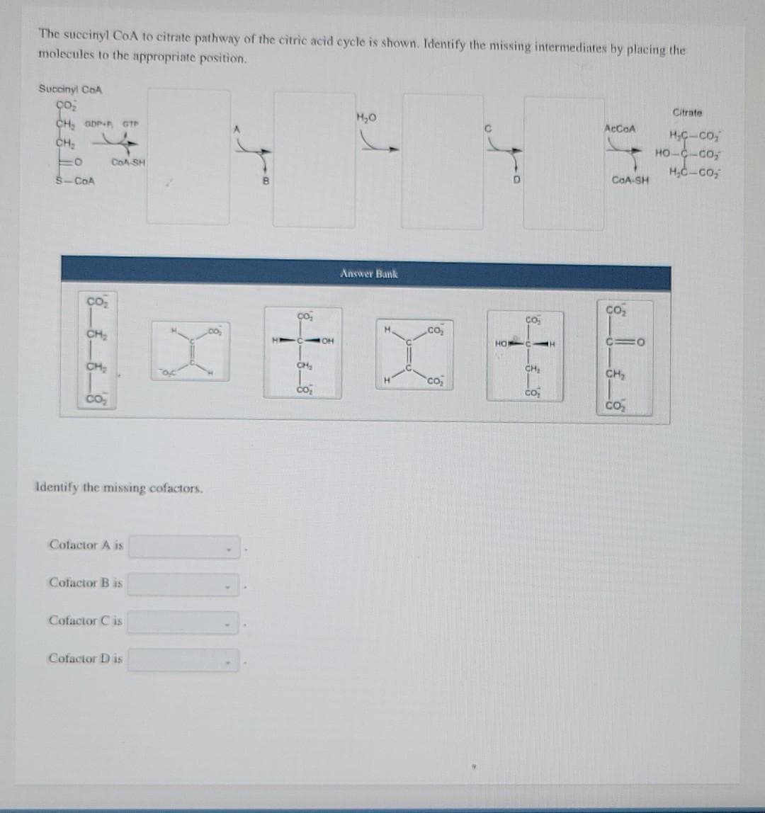 The succinyl CoA to citrate pathway of the citric acid cycle is shown. Identify the missing intermediates by placing the
molecules to the appropriate position.
Succinyl CoA
ço₂
H₂O
CH₂ ODPF GTP
AcCoA
Citrate
H₂C-CO₂
HO-C-CO₂
-0
CoA-SH
H₂C-CO₂
S-COA
Answer Bank
CO₂₁₂
CH₂
CH₂
oc
Identify the missing cofactors.
Cofactor A is
Cofactor B is
Cofactor Cis
Cofactor Dis
Co
HI
co₂
CH₂
co₂
JOH
CO₂₁₂
CO₂₁₂
te
H
HO
M
CH₂
CO₂
H
CoA-SH
CO₂
010
CH₂
CO₂