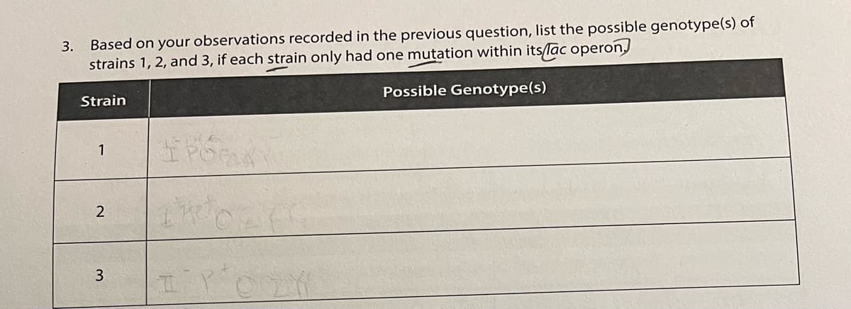 3. Based on your observations recorded in the previous question, list the possible genotype(s) of
strains 1, 2, and 3, if each strain only had one mutation within its/lac operon.
Strain
Possible Genotype(s)
1
3.
