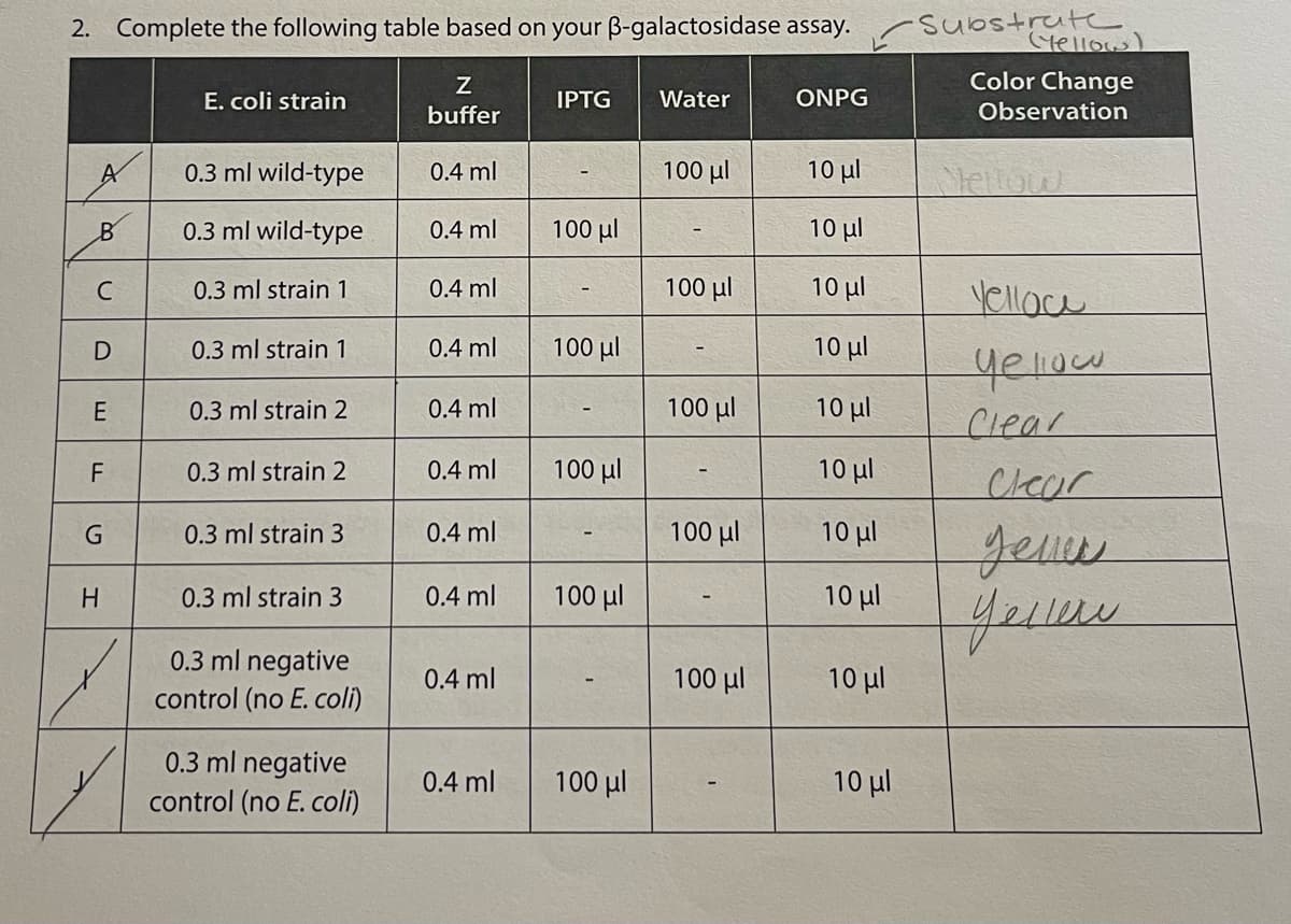 2. Complete the following table based on your B-galactosidase assay.
Susstrute
Mellow
Color Change
E. coli strain
IPTG
Water
ONPG
buffer
Observation
A
0.3 ml wild-type
0.4 ml
100 µl
10 µl
Nettow
0.3 ml wild-type
0.4 ml
100 µl
10 µl
0.3 ml strain 1
0.4 ml
100 µl
10 µl
Yelloce
C
0.3 ml strain 1
0.4 ml
100 µl
10μ
yellow.
E
0.3 ml strain 2
0.4 ml
100 µl
10 µl
Clear
F
0.3 ml strain 2
0.4 ml
100 µl
10 ul
Clear
0.3 ml strain 3
0.4 ml
100 ul
10 µl
0.3 ml strain 3
0.4 ml
100 µl
10 ul
0.3 ml negative
0.4 ml
100 µl
10 µl
control (no E. coli)
0.3 ml negative
0.4 ml
100 ul
10 µl
control (no E. coli)
