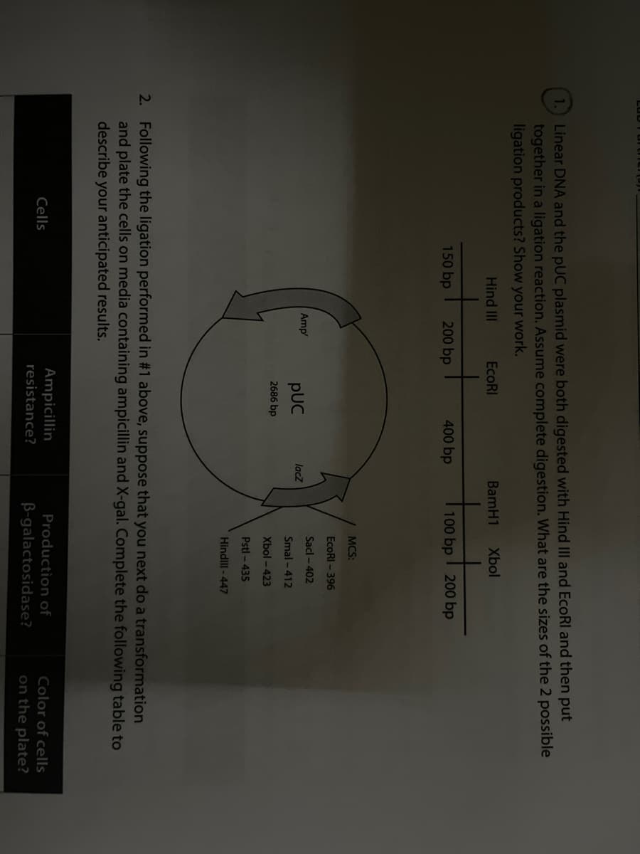 Linear DNA and the pUC plasmid were both digested with Hind III and EcoRI and then put
together in a ligation reaction. Assume complete digestion. What are the sizes of the 2 possible
ligation products? Show your work.
Hind II
EcoRI
BamH1
Xbol
150 bp
200 bp
400 bp
100 bp
200 bp
MCS:
EcoRI - 396
Sacl - 402
Amp
pUC
lacZ
Smal -412
2686 bp
Xbol - 423
Pstl - 435
Hindll -447
2. Following the ligation performed in #1 above, suppose that you next do a transformation
and plate the cells on media containing ampicillin and X-gal. Complete the following table to
describe your anticipated results.
Ampicillin
Production of
Color of cells
Cells
resistance?
B-galactosidase?
on the plate?
