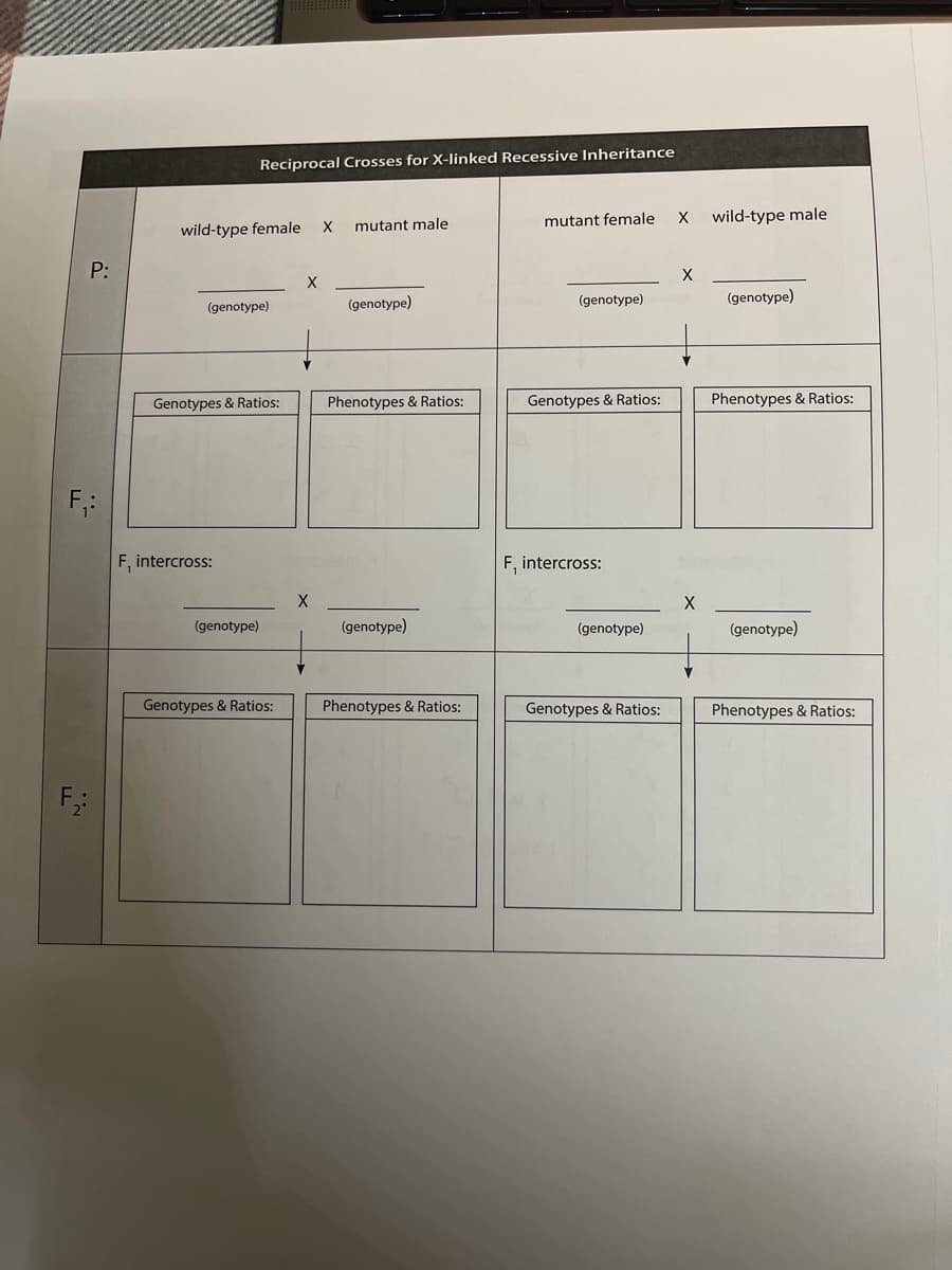 Reciprocal Crosses for X-linked Recessive Inheritance
mutant female
wild-type male
mutant male
wild-type female
P:
X
X
(genotype)
(genotype)
(genotype)
(genotype)
Genotypes & Ratios:
Phenotypes & Ratios:
Genotypes & Ratios:
Phenotypes & Ratios:
F, intercross:
F, intercross:
(genotype)
(genotype)
(genotype)
(genotype)
Genotypes & Ratios:
Phenotypes & Ratios:
Genotypes & Ratios:
Phenotypes & Ratios:
