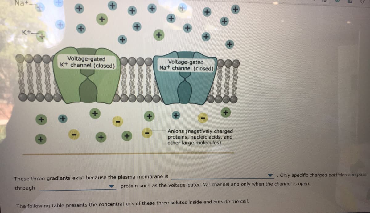 Na+
Voltage-gated
K+ channel (closed)
Voltage-gated
Na+ channel (closed)
Anions (negatively charged
proteins, nuceic acids, and
other large molecules)
Only specific charged particles can pass
These three gradients exist because the plasma membrane is
through
protein such as the voltage-gated Na channel and only when the channel is open.
The following table presents the concentrations of these three solutes inside and outside the cell.
