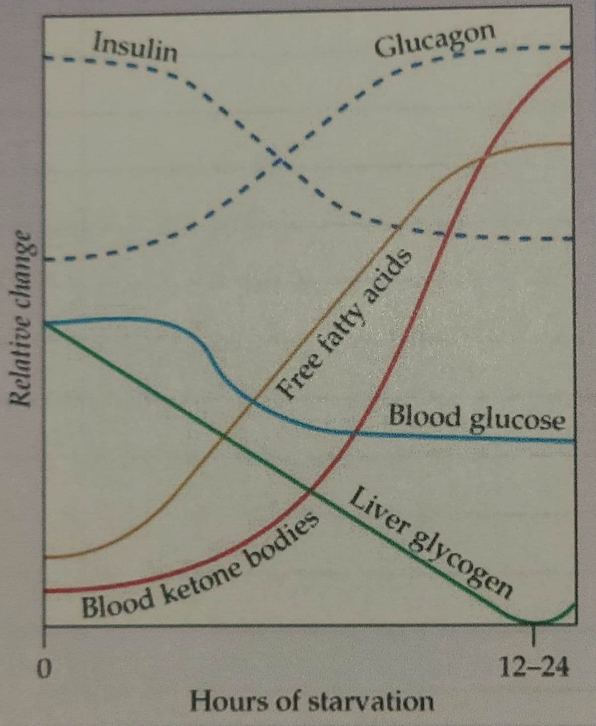 Insulin
Glucagon
Blood glucose
Liver glycogen
12-24
Hours of starvation
Relative change
Free fatty acids
