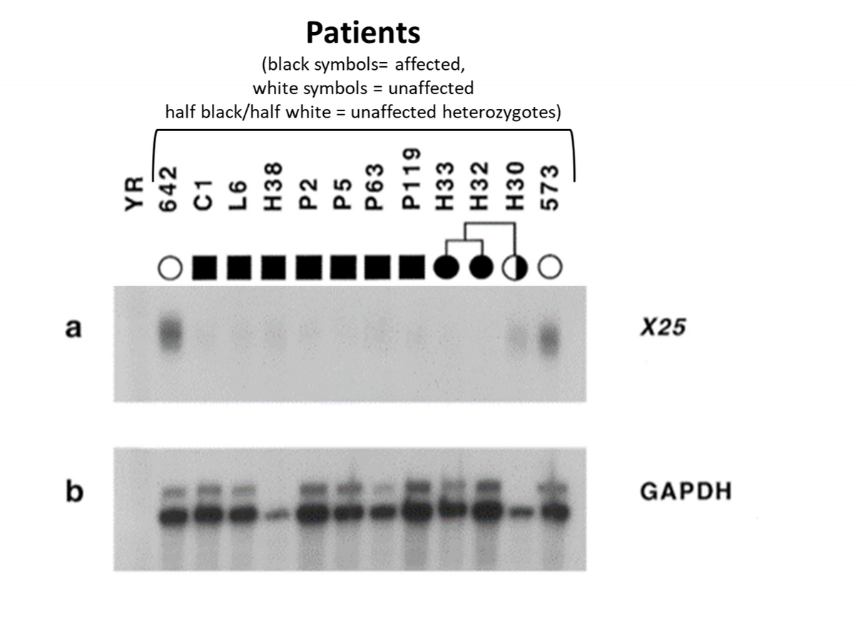 a
b
white symbols = unaffected
half black/half white = unaffected heterozygotes)
YR
642
C1
L6
H38
P2
sd
P63
P119
H33
H32
H30
573
X25
GAPDH